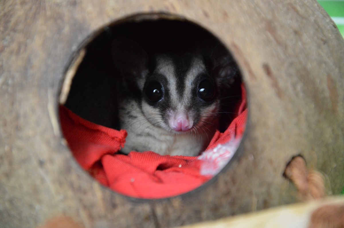 Сахарный поссум