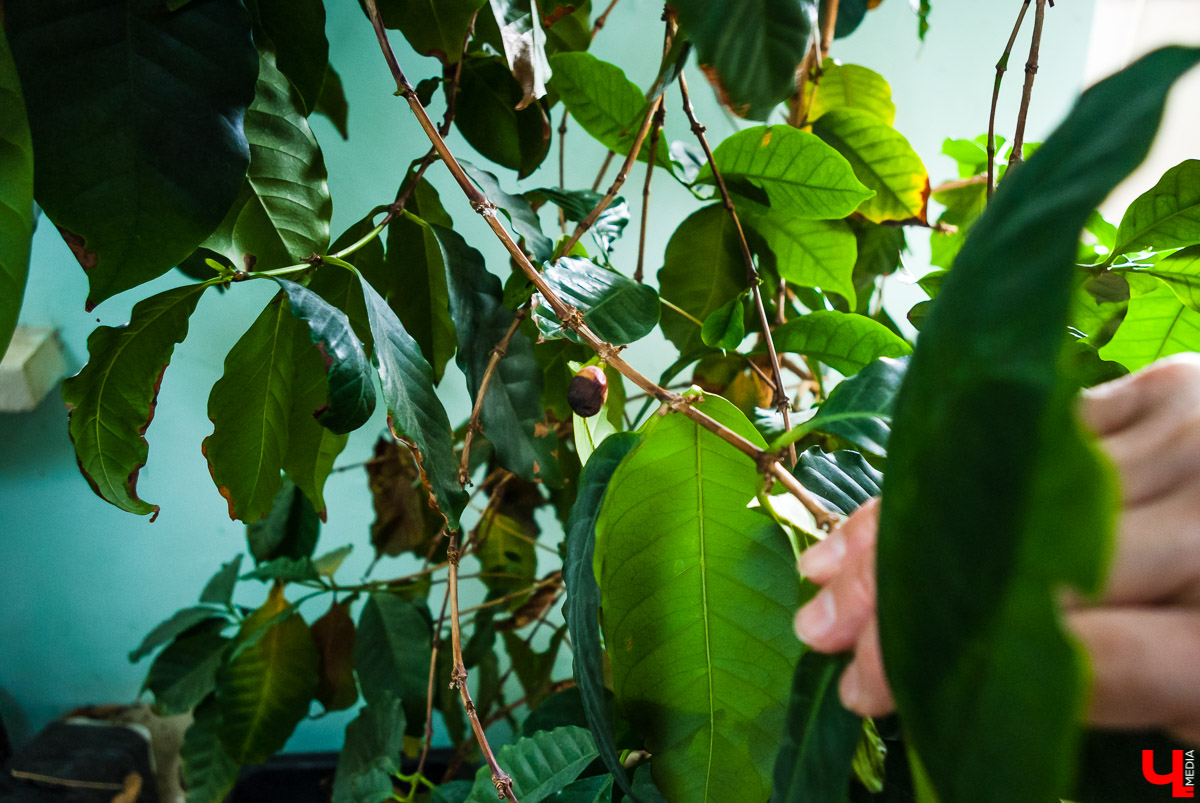 Кофейное дерево