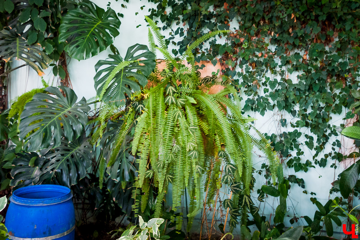 Зимний сад во Владимире