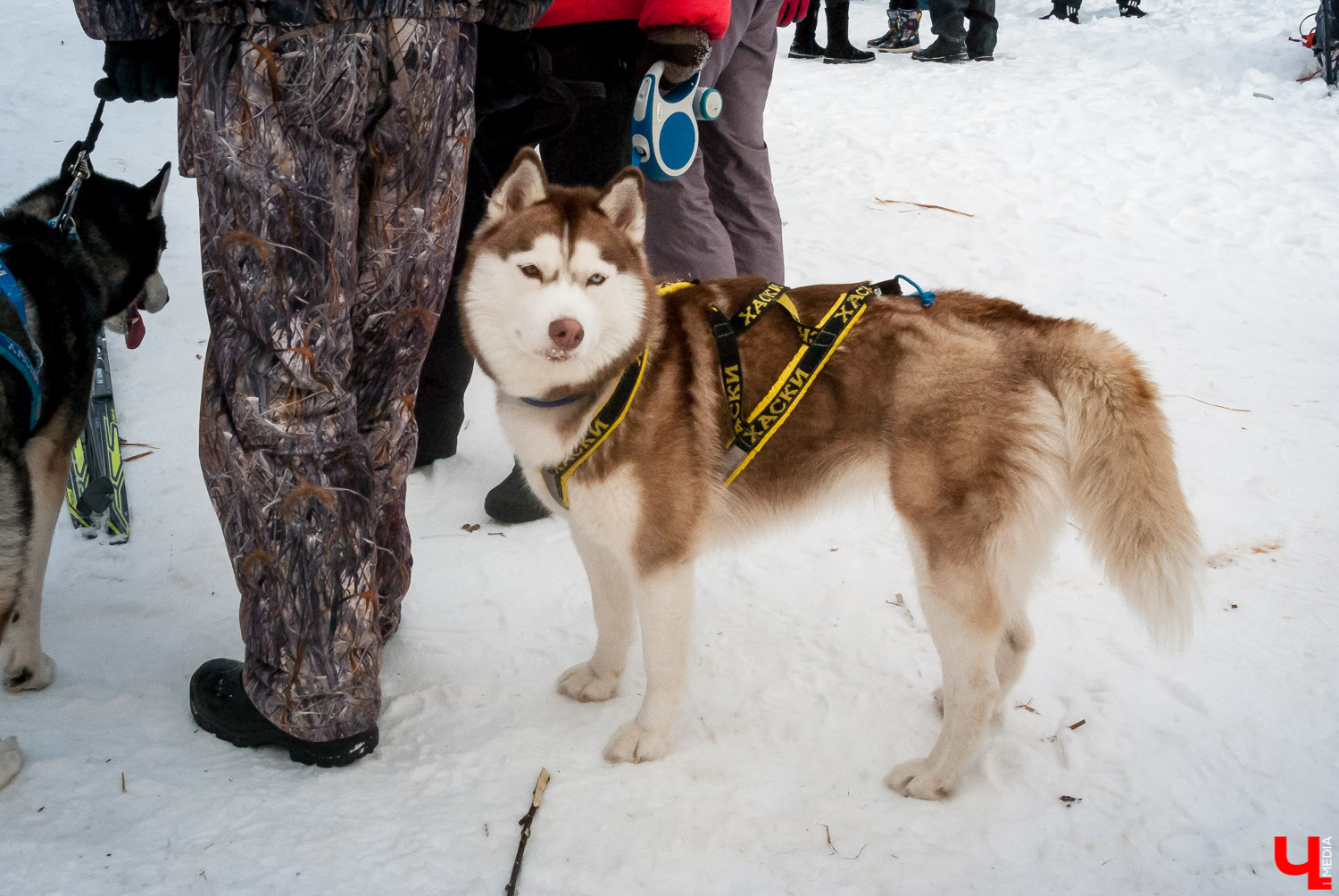 Гонки на собачьих упряжках в Суздале Гонки на собачьих упряжках в Суздале