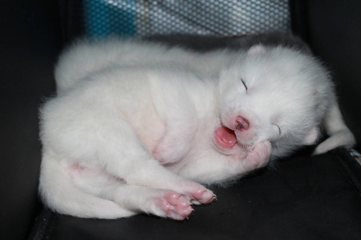 Под Владимиром в обычном доме живут 5 лис. Корреспондент “Ключ-Медиа” узнал: каково это - содержать диких зверей? Интервью с руководительницей единственного в России официального центра развития декоративного лисоводства