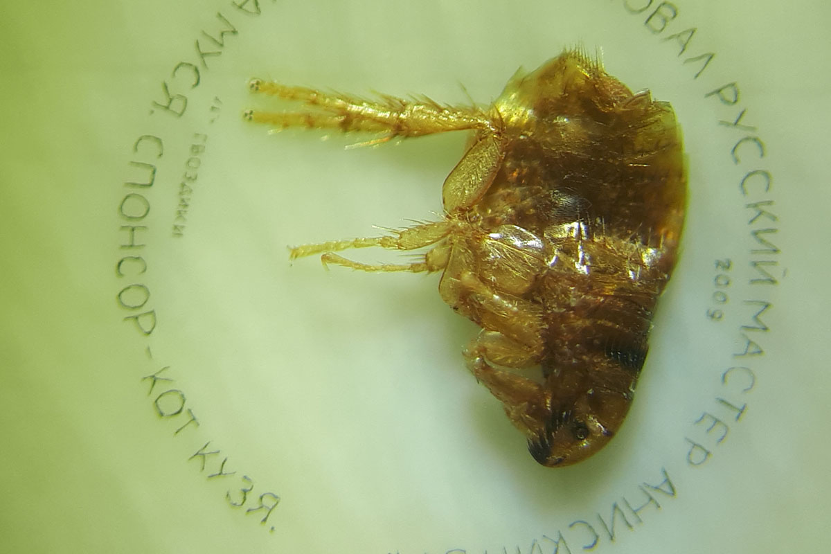 До 18 августа во Владимире можно увидеть подкованную блоху и другие микроминиатюры русского мастера Владимира Анискина. Корреспондент “Ключ-Медиа” побывал на выставке и сделал фоторепортаж