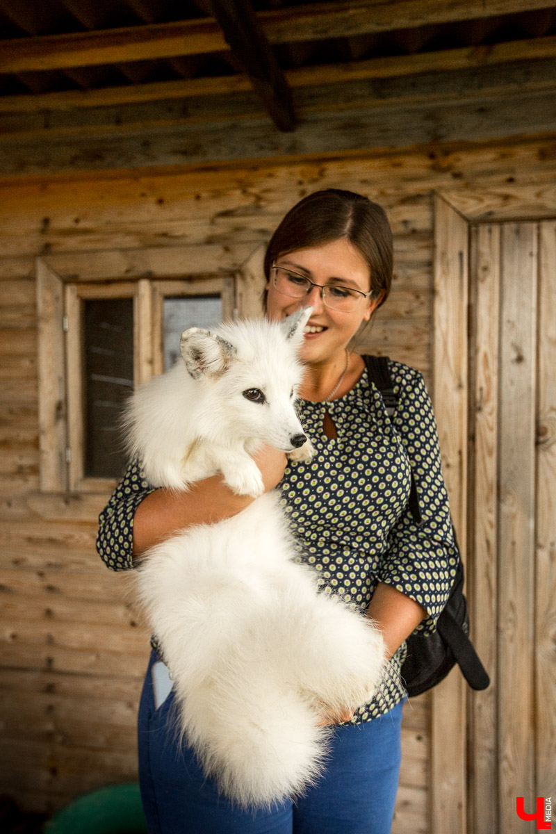 Под Владимиром в обычном доме живут 5 лис. Корреспондент “Ключ-Медиа” узнал: каково это - содержать диких зверей? Интервью с руководительницей единственного в России официального центра развития декоративного лисоводства