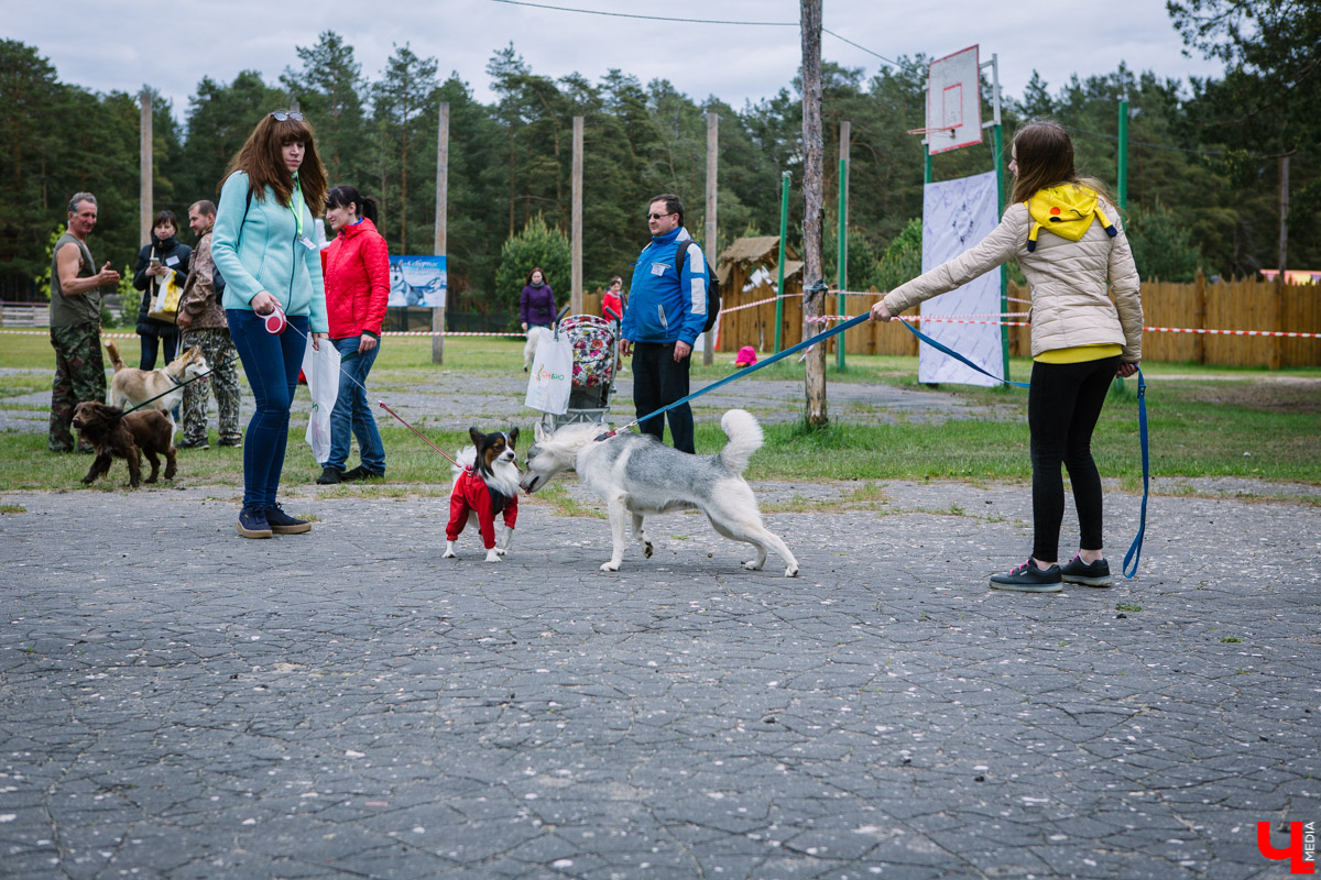Собачьи нежности во Владимире: самые любвеобильные участники «Собаки-обнимаки»