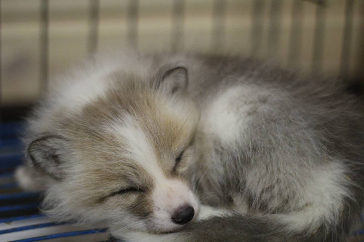 Под Владимиром в обычном доме живут 5 лис. Корреспондент “Ключ-Медиа” узнал: каково это - содержать диких зверей? Интервью с руководительницей единственного в России официального центра развития декоративного лисоводства