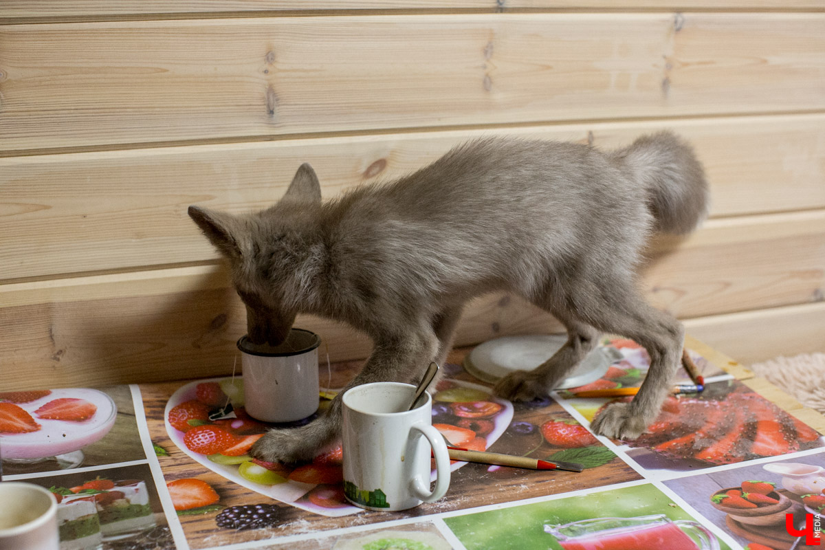 Под Владимиром в обычном доме живут 5 лис. Корреспондент “Ключ-Медиа” узнал: каково это - содержать диких зверей? Интервью с руководительницей единственного в России официального центра развития декоративного лисоводства