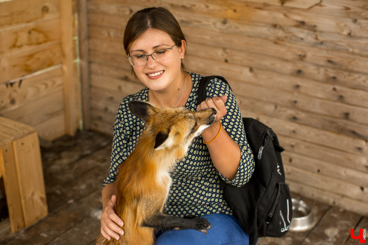 Под Владимиром в обычном доме живут 5 лис. Корреспондент “Ключ-Медиа” узнал: каково это - содержать диких зверей? Интервью с руководительницей единственного в России официального центра развития декоративного лисоводства