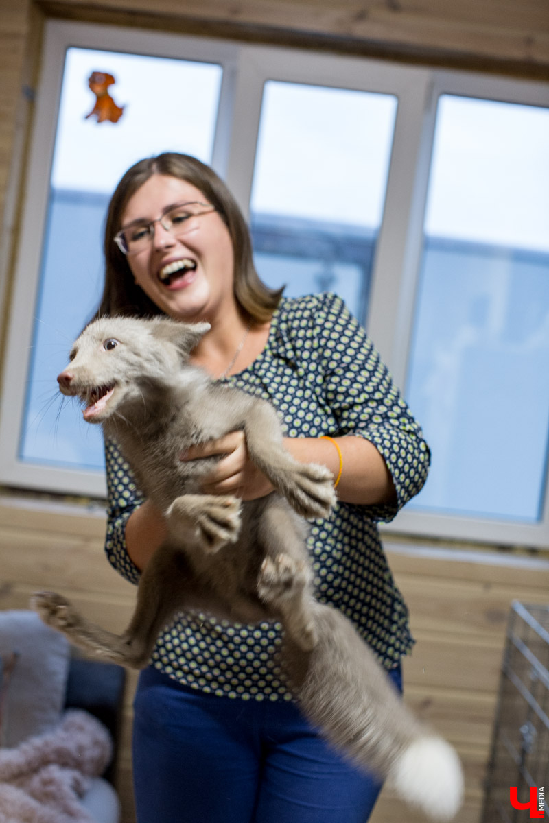 Под Владимиром в обычном доме живут 5 лис. Корреспондент “Ключ-Медиа” узнал: каково это - содержать диких зверей? Интервью с руководительницей единственного в России официального центра развития декоративного лисоводства