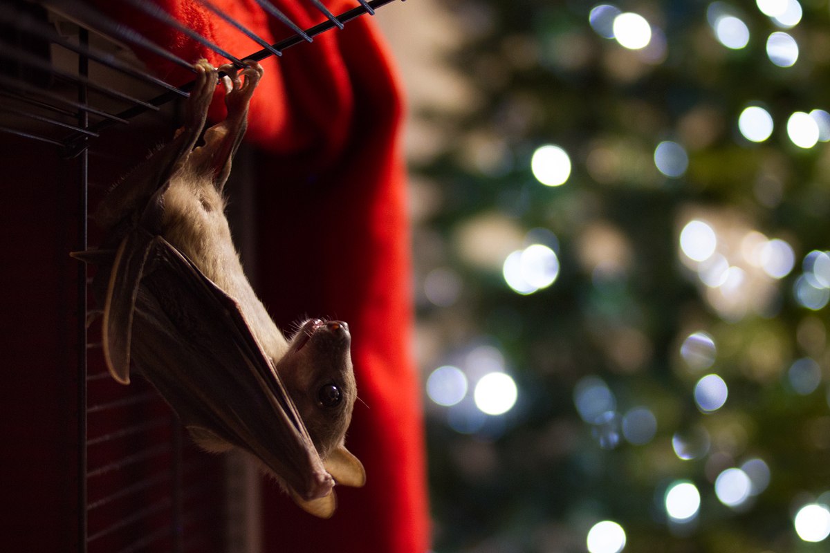 Нильский крылан