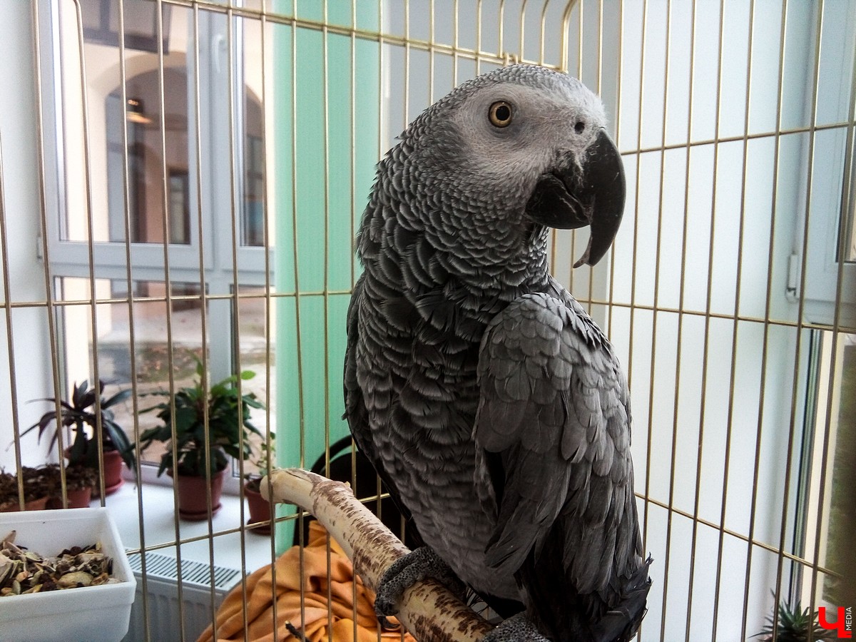 Во Владимире в Патриаршем саду появился живой уголок, где обитают разные экзотические животные. Оказывается, у многих из них необычная судьба, сложный жизненный путь и своеобразный характер