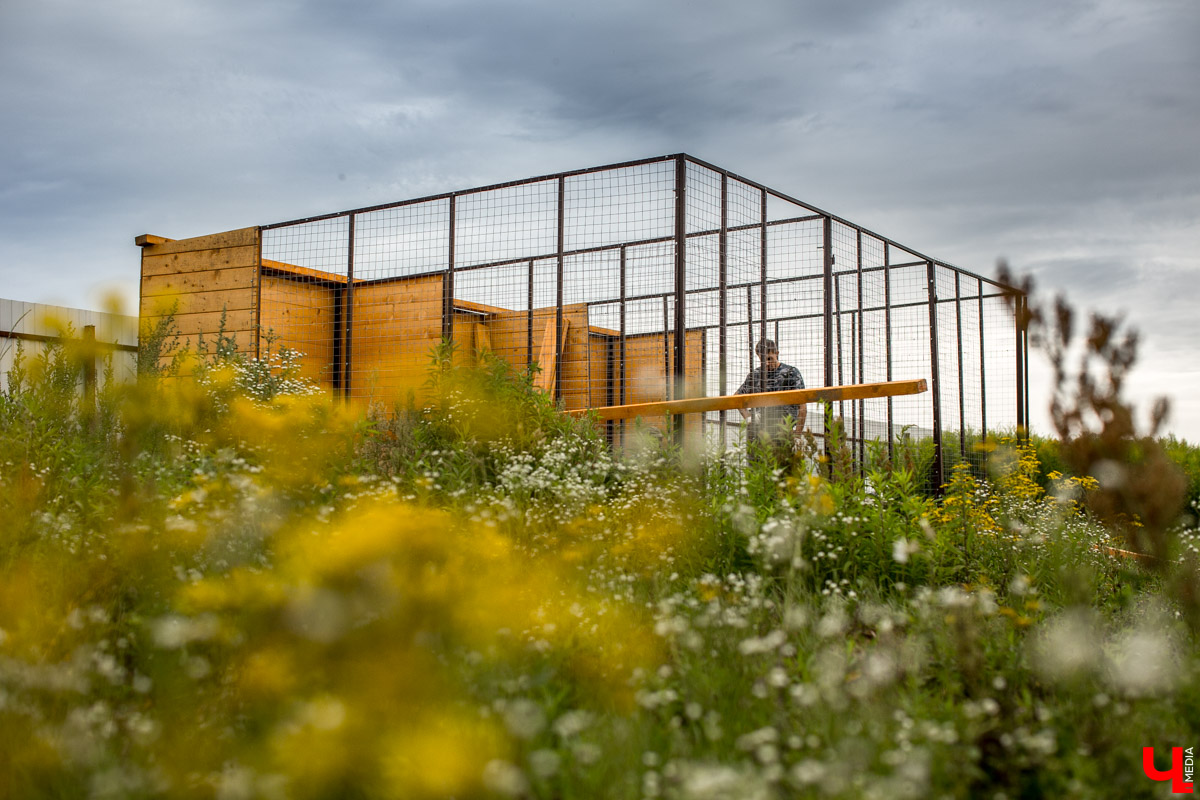 Под Владимиром в обычном доме живут 5 лис. Корреспондент “Ключ-Медиа” узнал: каково это - содержать диких зверей? Интервью с руководительницей единственного в России официального центра развития декоративного лисоводства