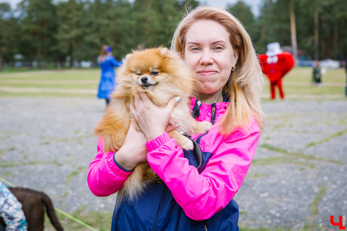 Собачьи нежности во Владимире: самые любвеобильные участники «Собаки-обнимаки»