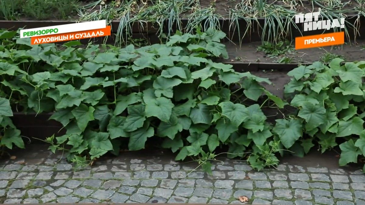 Ведущие программы “Ревизорро” Настасья Самбурская и Ида Галич выяснили, где лучшие в России огурцы - в Суздале или в Луховицах