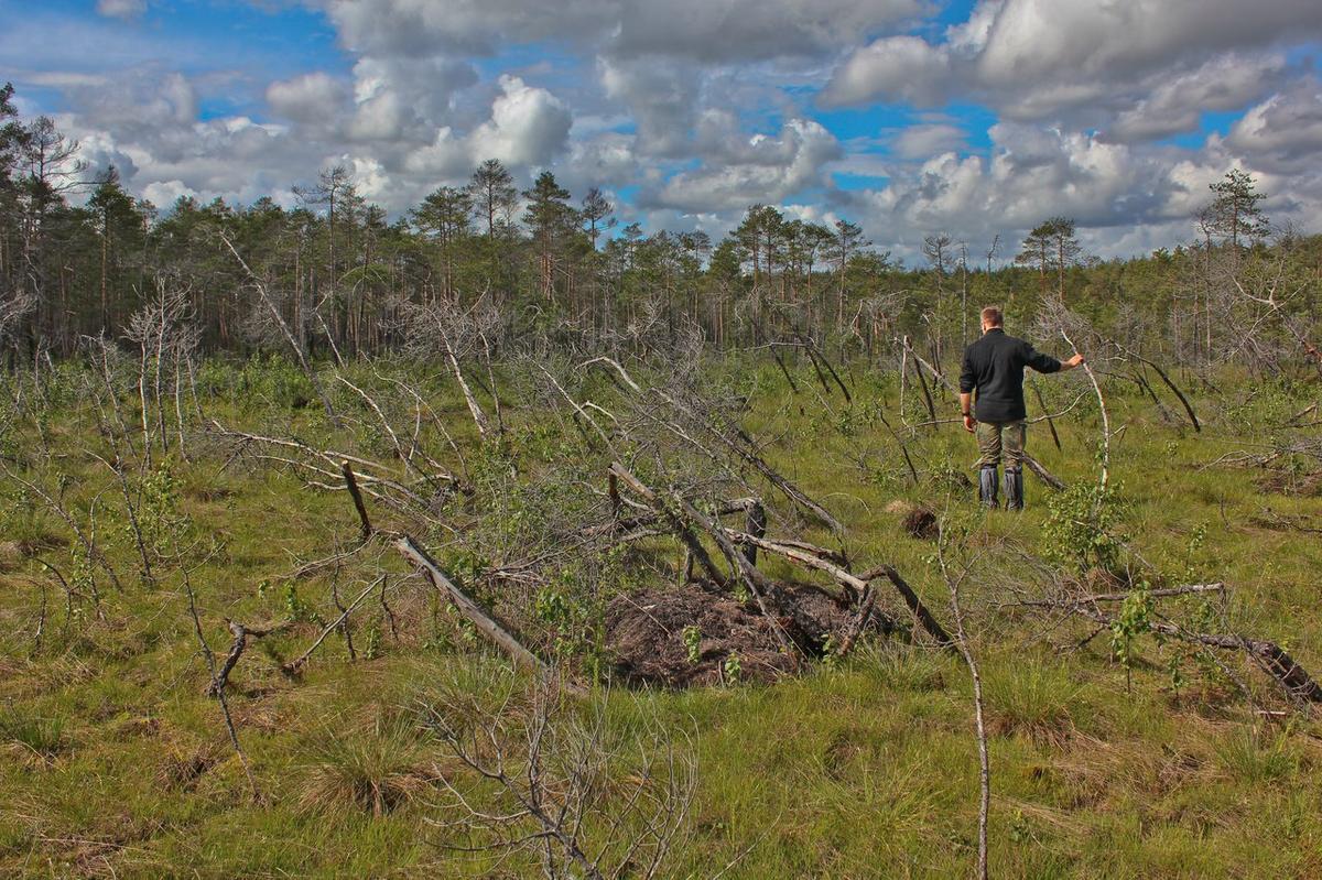 Странная поляна