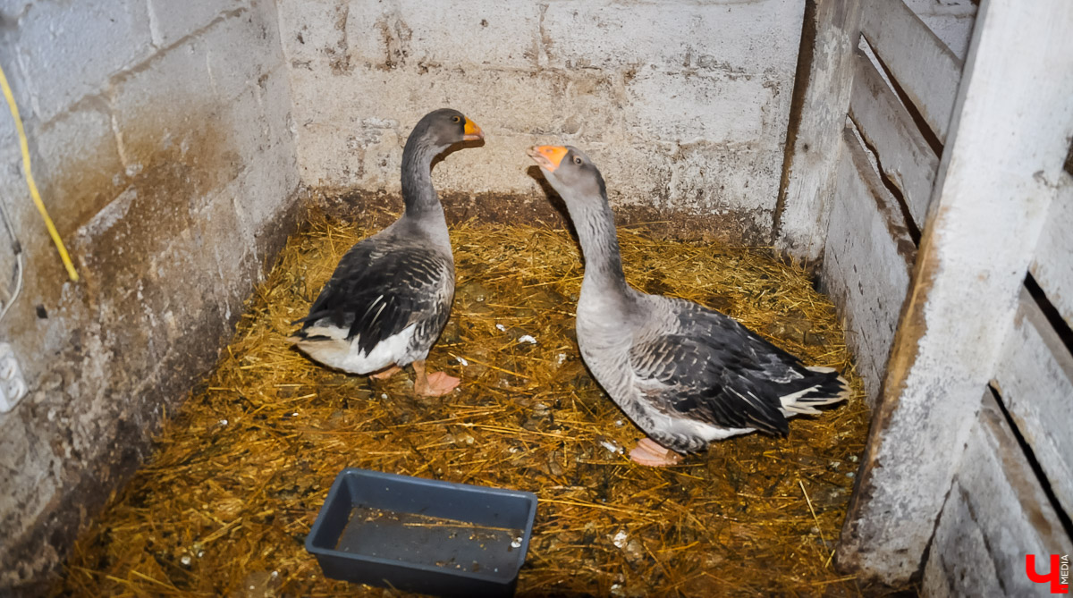 Ферма Павла Девятова