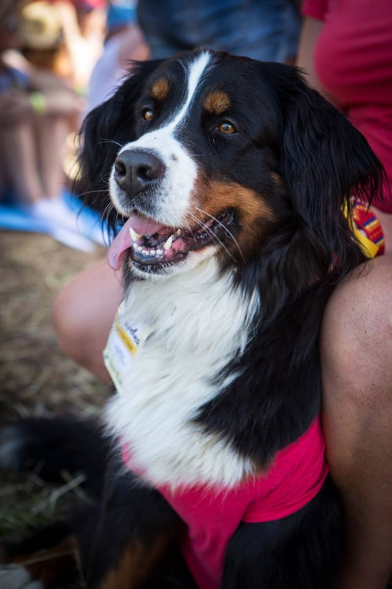 Макушка лета 2017