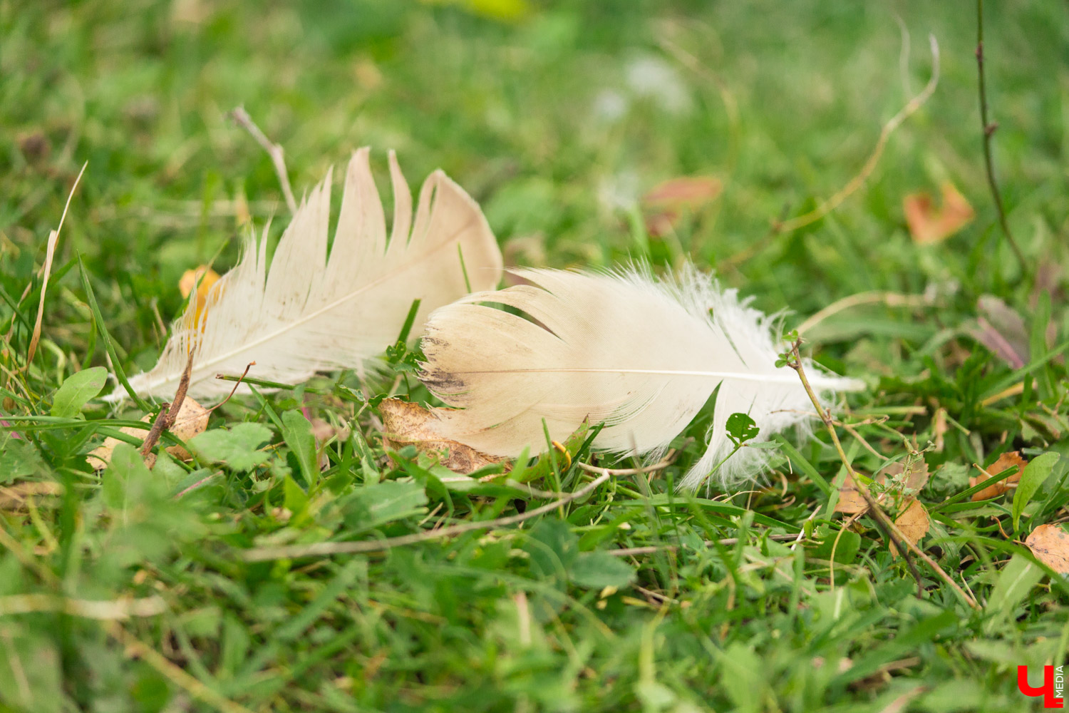 Гуси владимирской глинистой породы