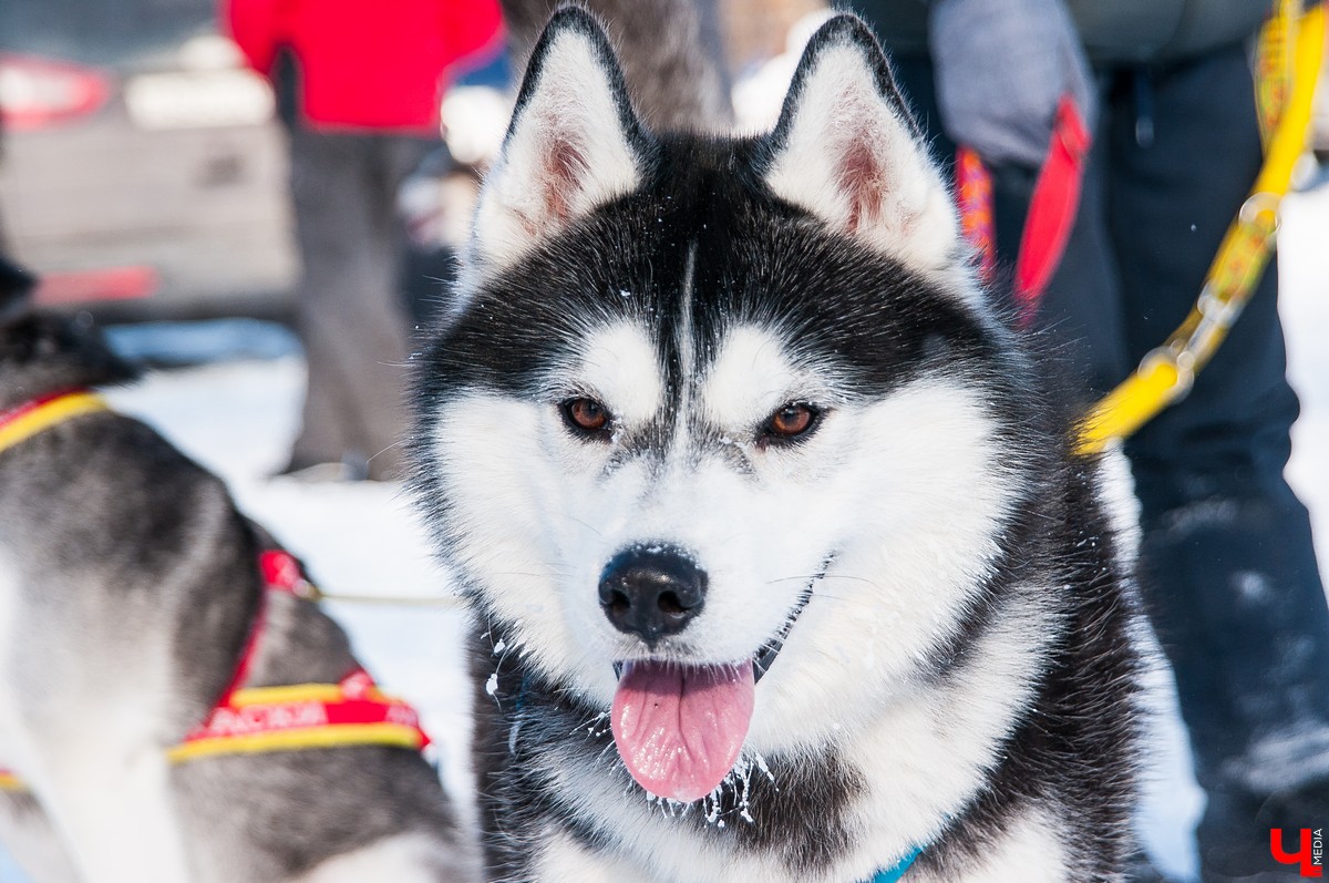 «Суздальский луг» 2018