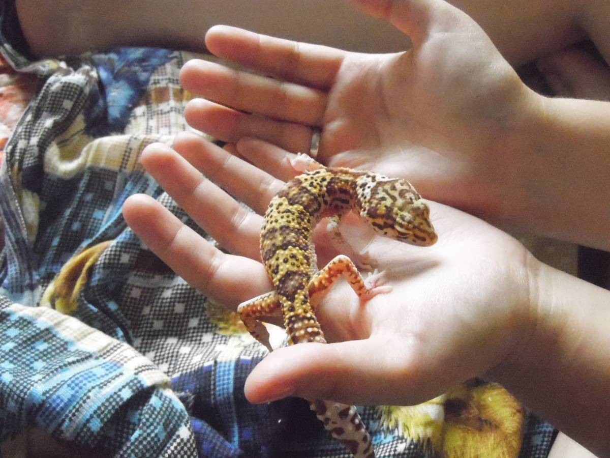 Экзотариум