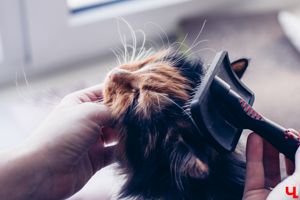 Котокафе «Котангенс» во Владимире