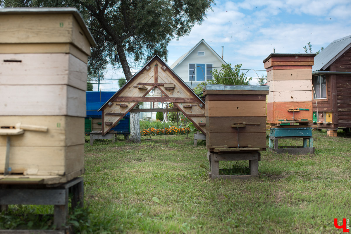 Журналист “Ключ-Медиа” на себе проверил, что такое аэроапитерапия и узнал, зачем люди ложатся спать на ульи с пчелами. Какую пользу приносит такой отдых рассказал пасечник из Владимирской области Николай Фадеев