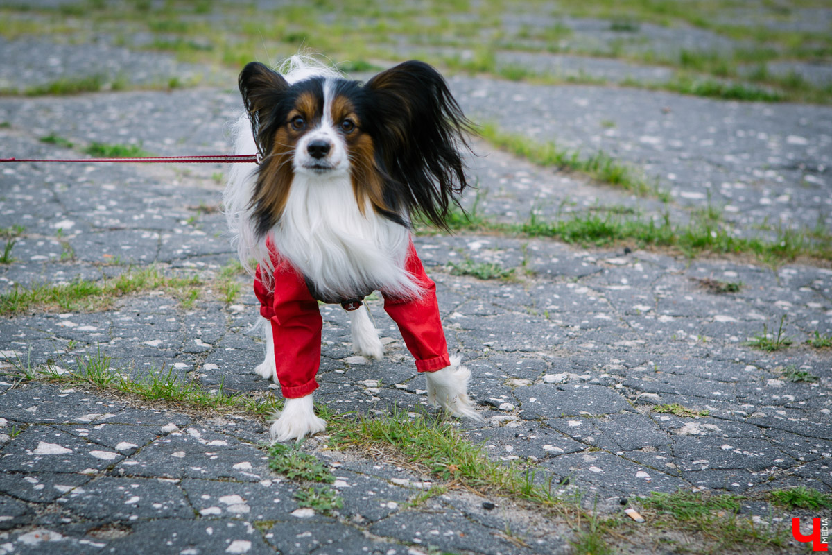 Собачьи нежности во Владимире: самые любвеобильные участники «Собаки-обнимаки»