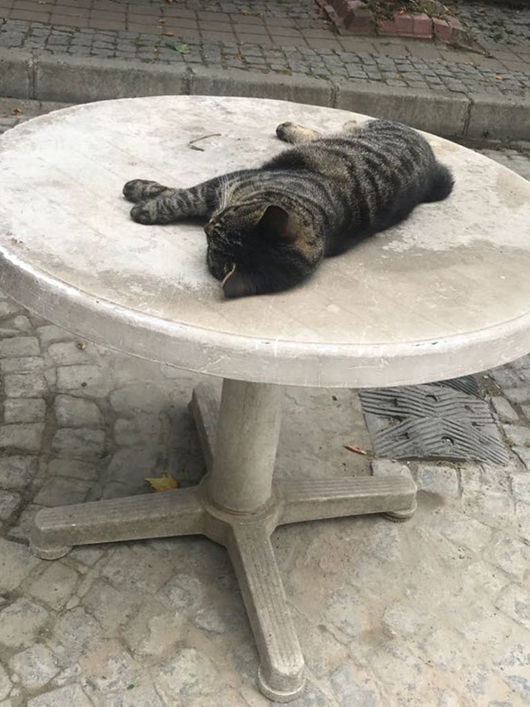 Влада Пайзулаева из Владимира оригинально отметила свой юбилей. Она с шестью подругами отправилась в Грузию, а оттуда в Турцию. Как отрывались девушки - именинница рассказала в интервью