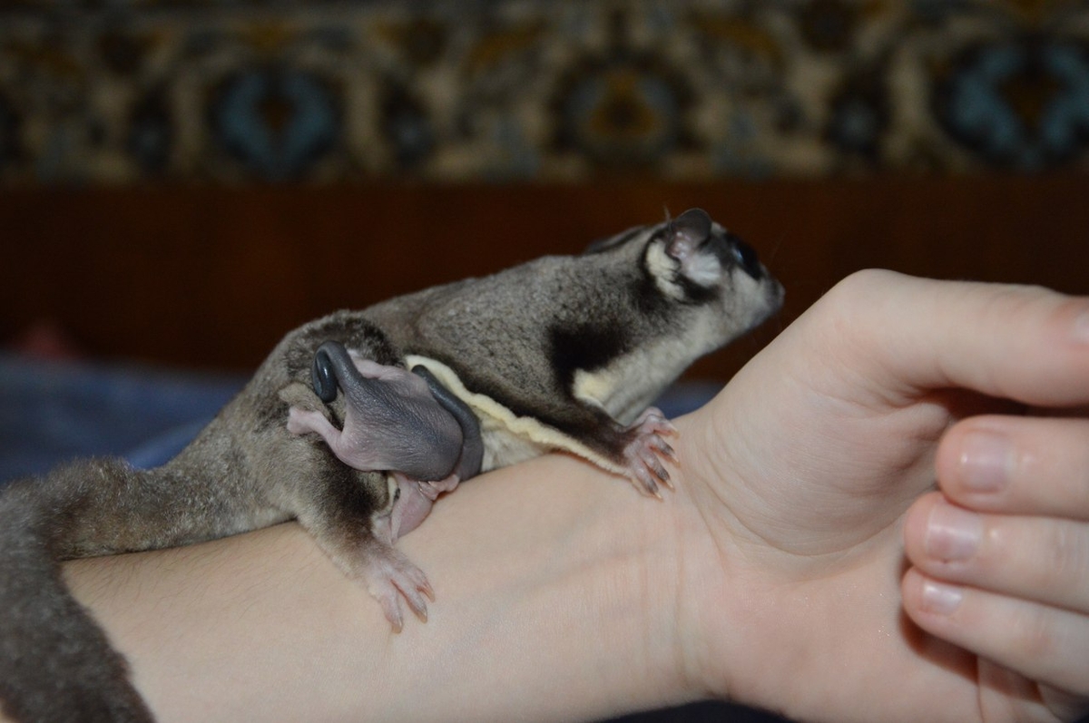 Сахарный поссум