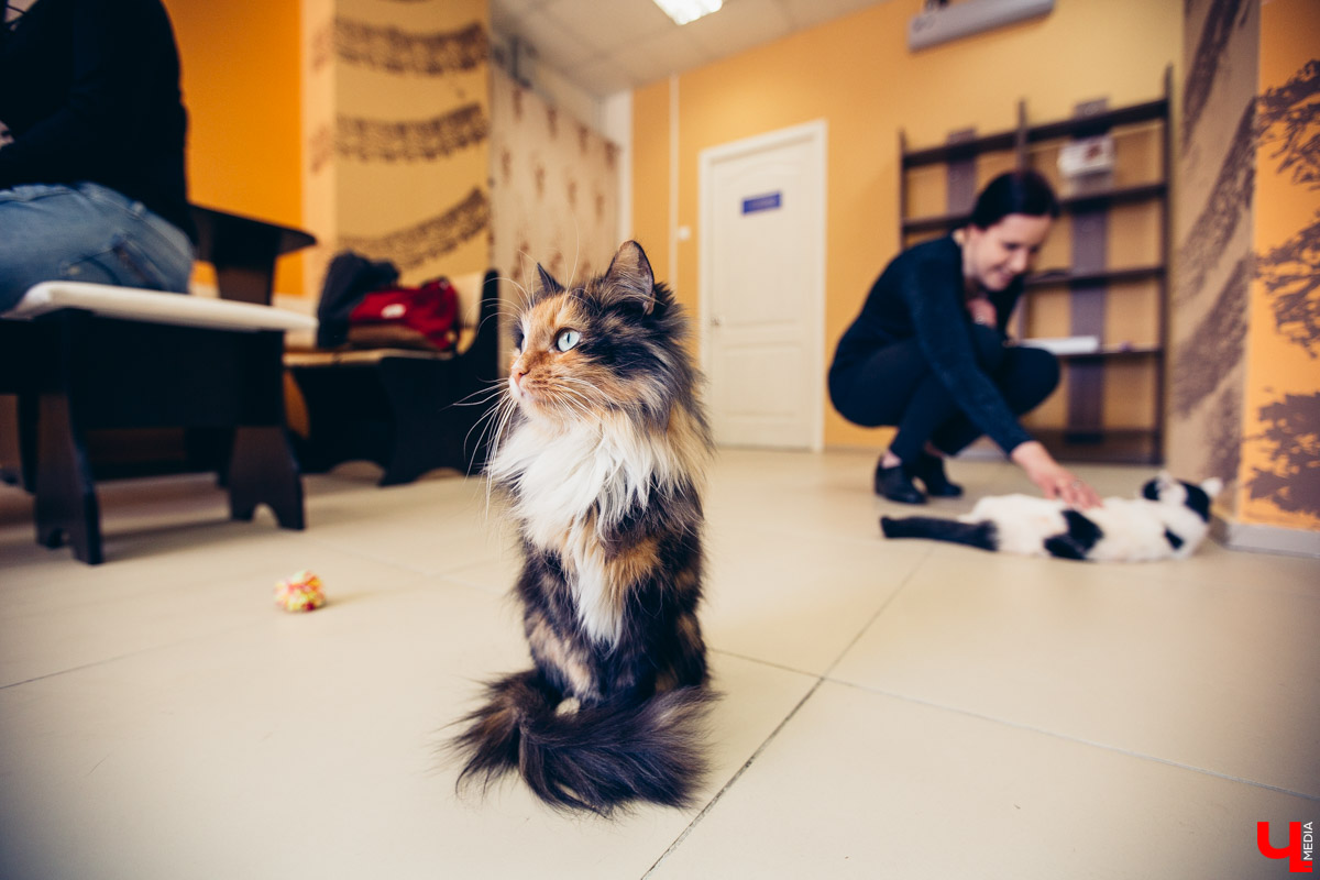 Сразу три места во Владимире объявили о своем закрытии. Мы выяснили, что же произошло