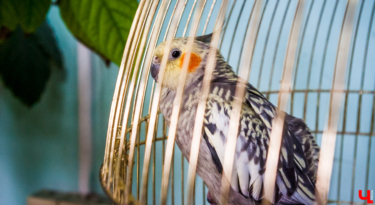 Зимний сад во Владимире