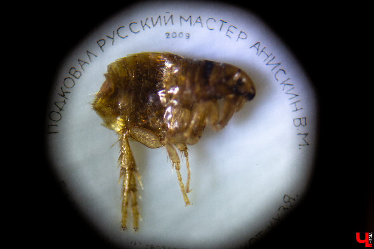 До 18 августа во Владимире можно увидеть подкованную блоху и другие микроминиатюры русского мастера Владимира Анискина. Корреспондент “Ключ-Медиа” побывал на выставке и сделал фоторепортаж