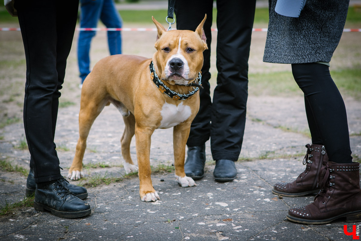 Собачьи нежности во Владимире: самые любвеобильные участники «Собаки-обнимаки»