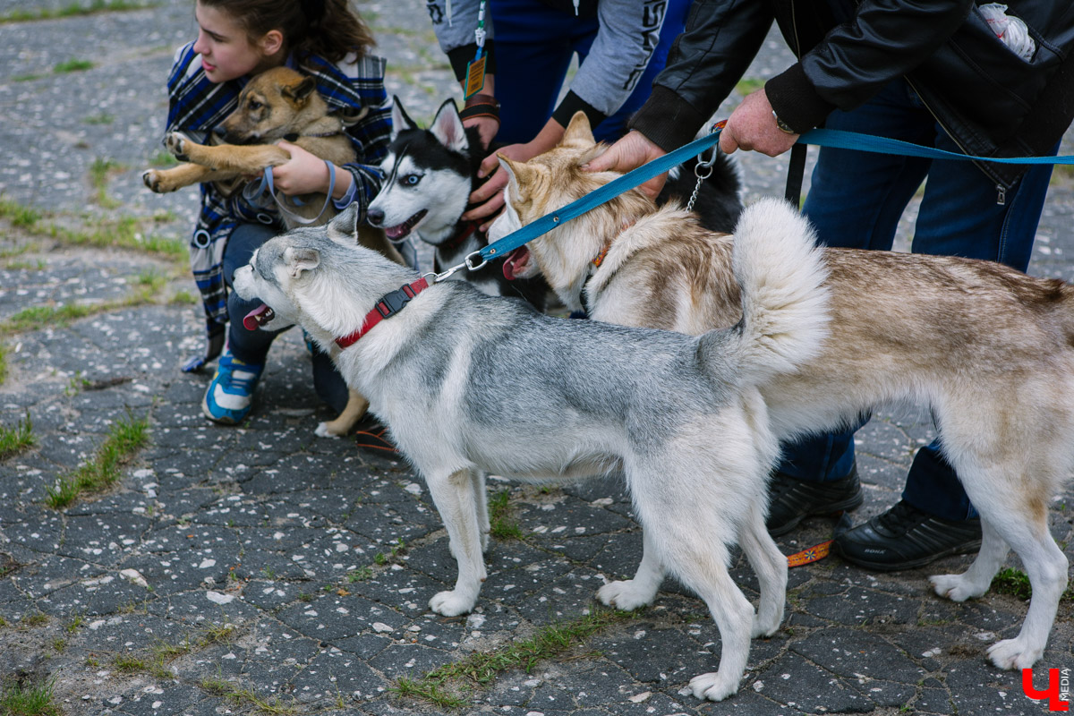 Собачьи нежности во Владимире: самые любвеобильные участники «Собаки-обнимаки»