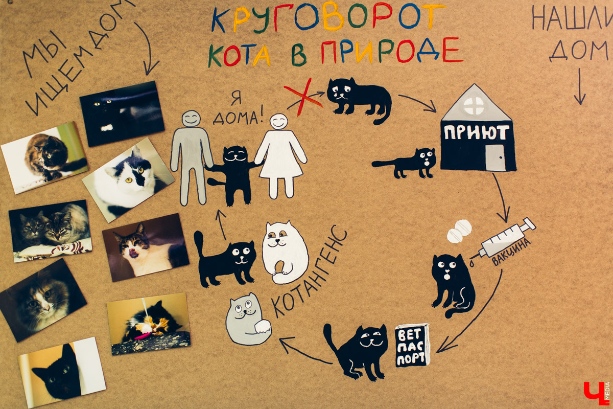 Котокафе «Котангенс» во Владимире