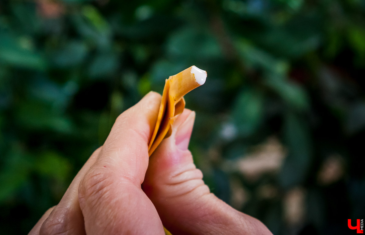 Каучуконосный фикус