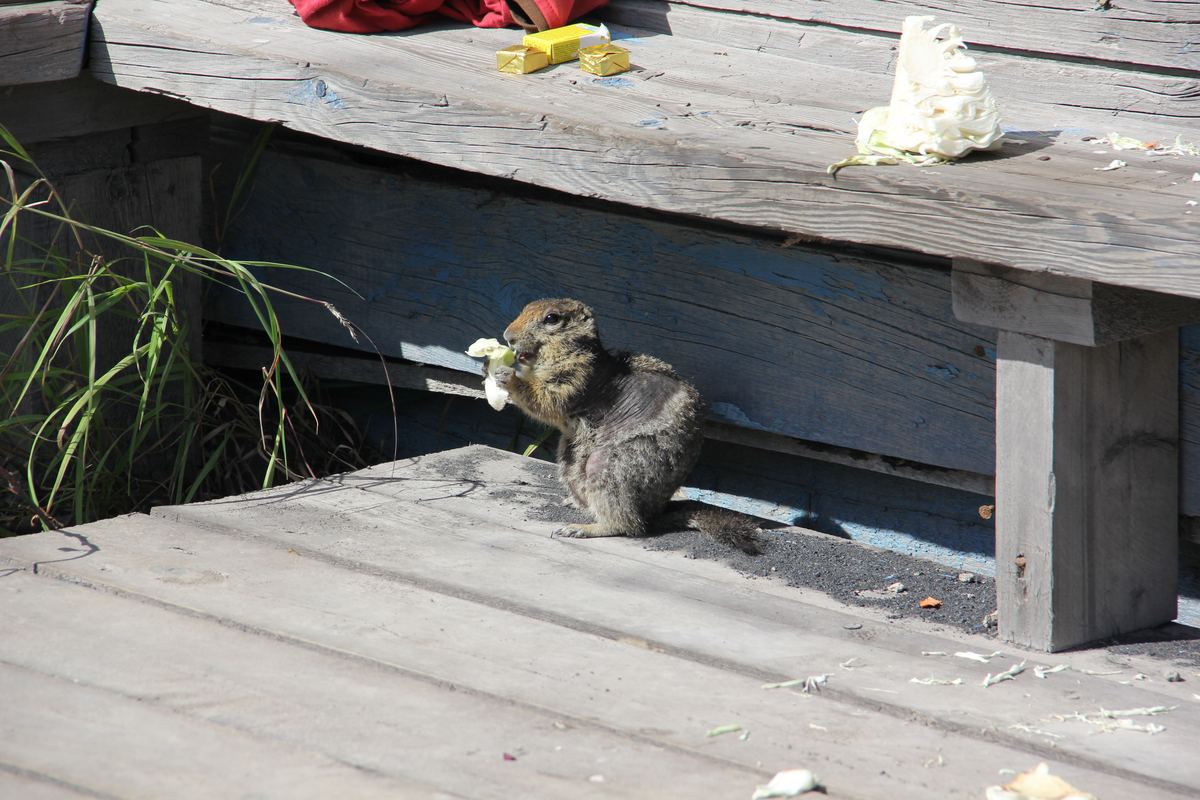 Владимирский фотограф Алексей Данилов совершил путешествие на Камчатку. Он поделился впечатлениями о своей поездке и дал советы, как подготовиться к путешествию на полуостров