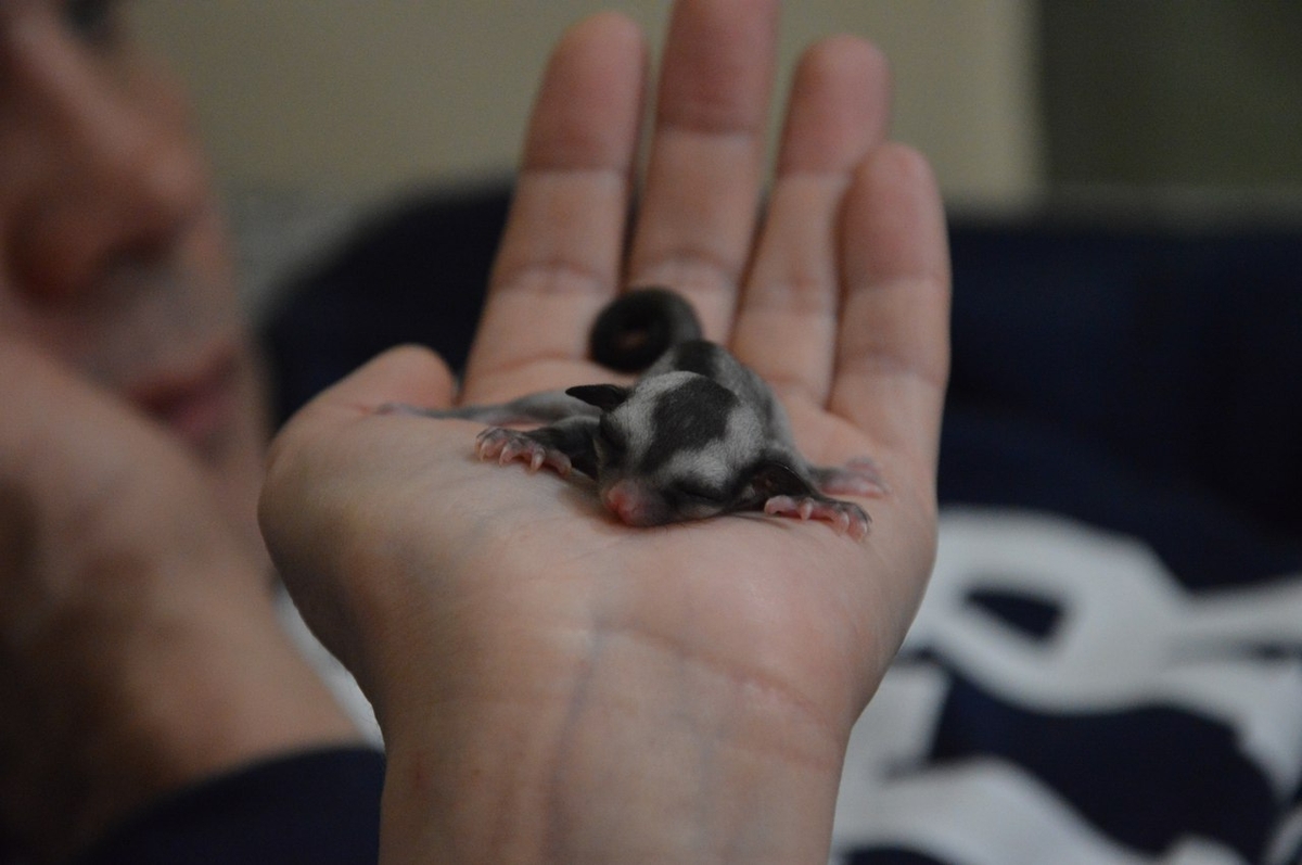 Сахарный поссум