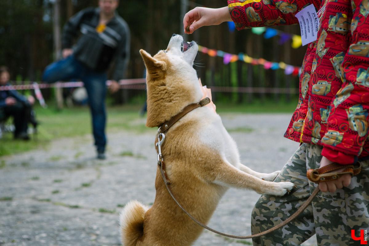 Собачьи нежности во Владимире: самые любвеобильные участники «Собаки-обнимаки»