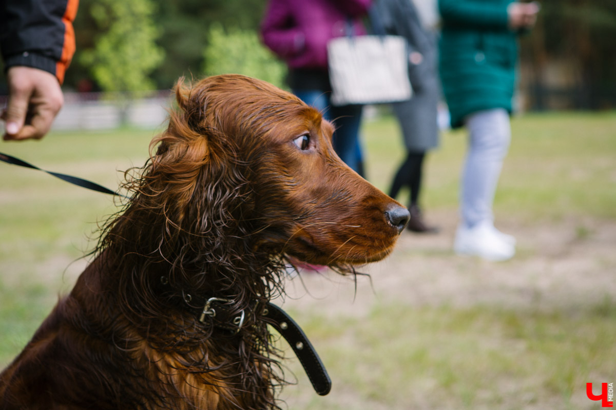 Собачьи нежности во Владимире: самые любвеобильные участники «Собаки-обнимаки»