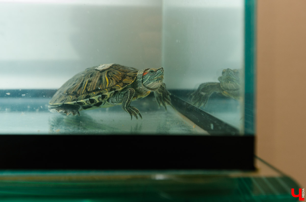 Двухуровневая квартира во Владимире