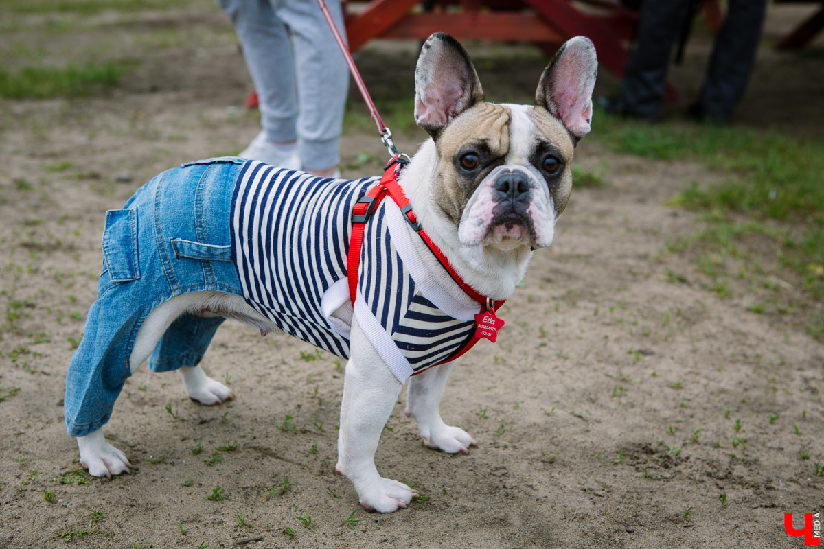 Собачьи нежности во Владимире: самые любвеобильные участники «Собаки-обнимаки»
