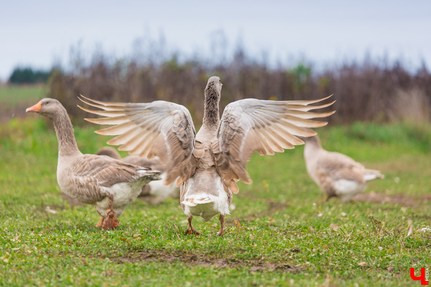 Гуси владимирской глинистой породы