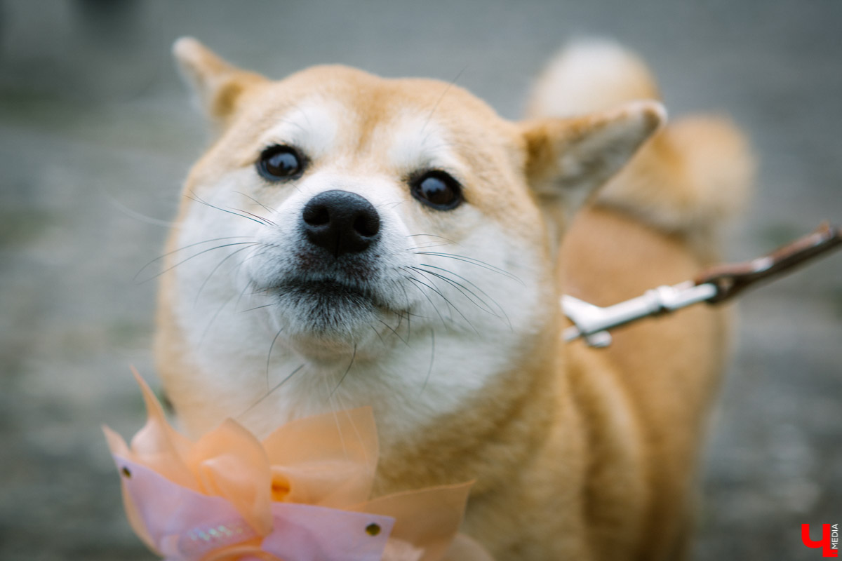 Собачьи нежности во Владимире: самые любвеобильные участники «Собаки-обнимаки»