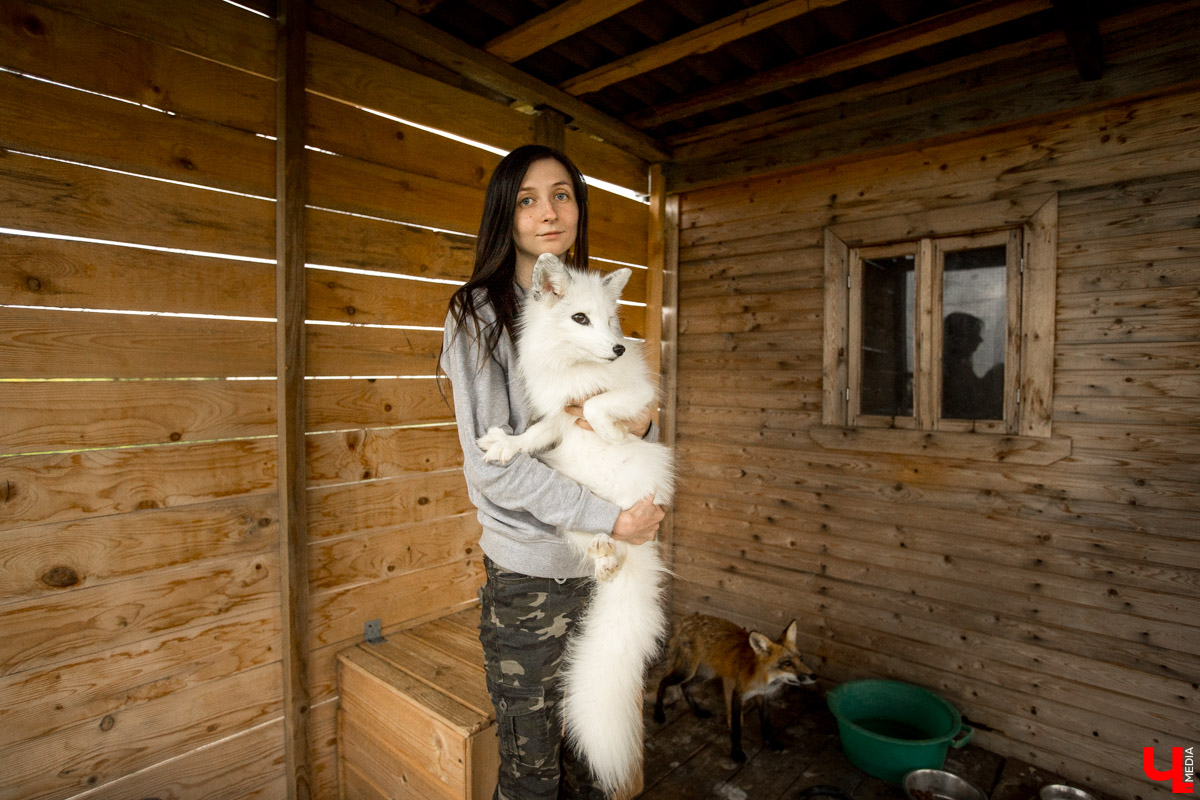 Под Владимиром в обычном доме живут 5 лис. Корреспондент “Ключ-Медиа” узнал: каково это - содержать диких зверей? Интервью с руководительницей единственного в России официального центра развития декоративного лисоводства