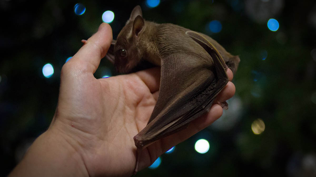 Нильский крылан