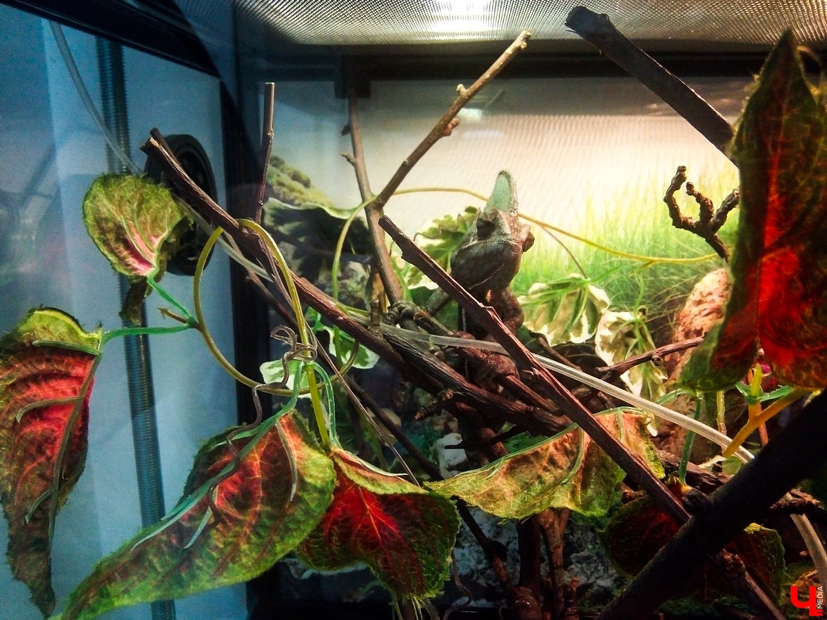 Во Владимире в Патриаршем саду появился живой уголок, где обитают разные экзотические животные. Оказывается, у многих из них необычная судьба, сложный жизненный путь и своеобразный характер