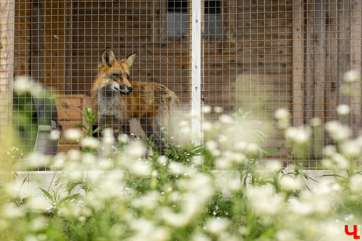Под Владимиром в обычном доме живут 5 лис. Корреспондент “Ключ-Медиа” узнал: каково это - содержать диких зверей? Интервью с руководительницей единственного в России официального центра развития декоративного лисоводства