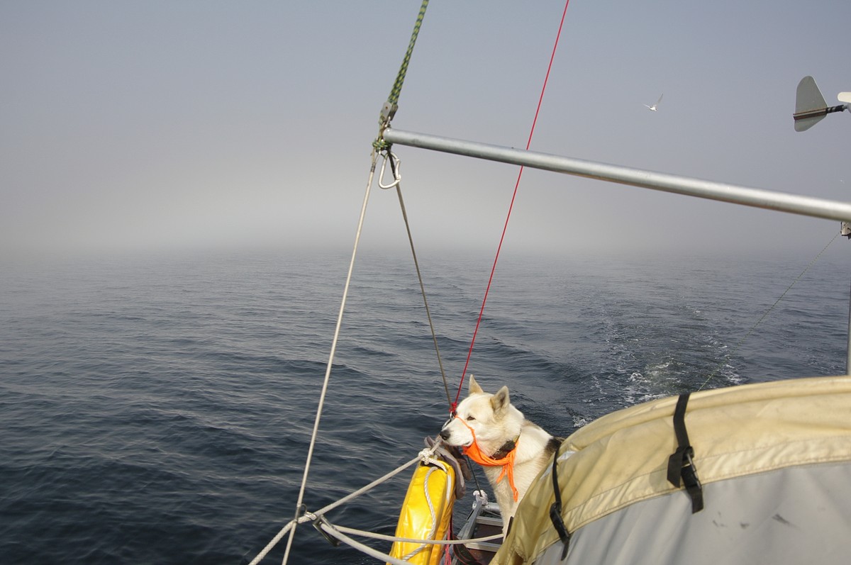 Капитан тримарана “Пола” Дмитрий Козлов, совершивший путешествие из Баренцева в Белое море, рассказал о том, страшно ли двое суток идти в шторм, стоит ли бояться медведей и какая рыба клюет в северном океане