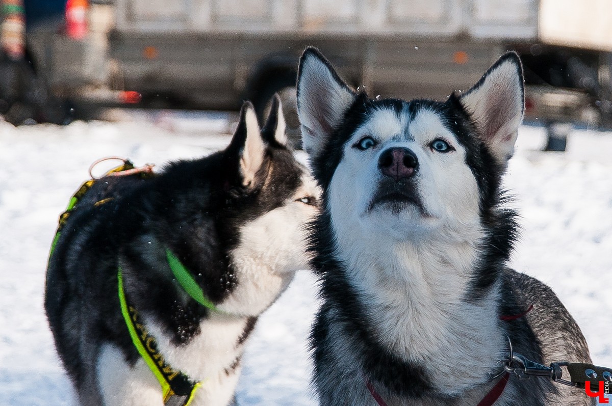 «Суздальский луг» 2018