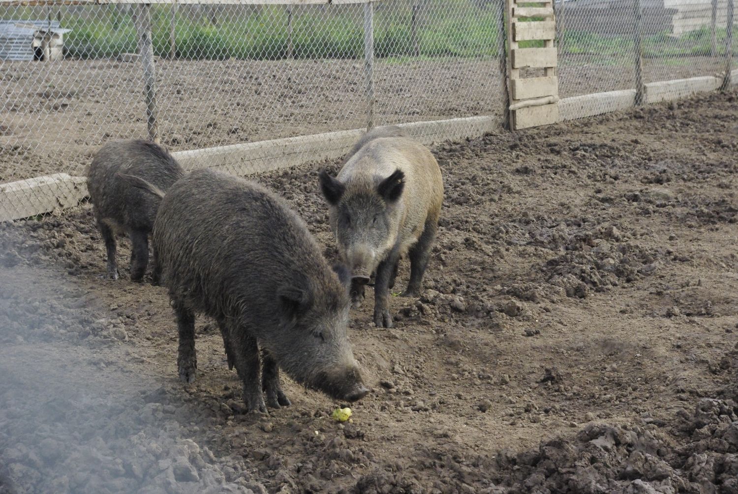 Ферма Ферма